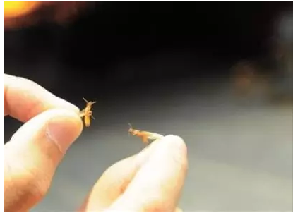 白蚁出飞高发期或将来临,该怎么做?