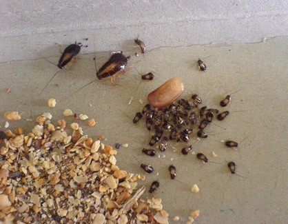 除虫公司对重点或特殊场所的除虫方法