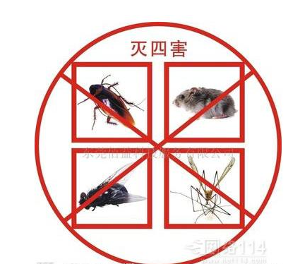 三种有效的灭蟑螂方法